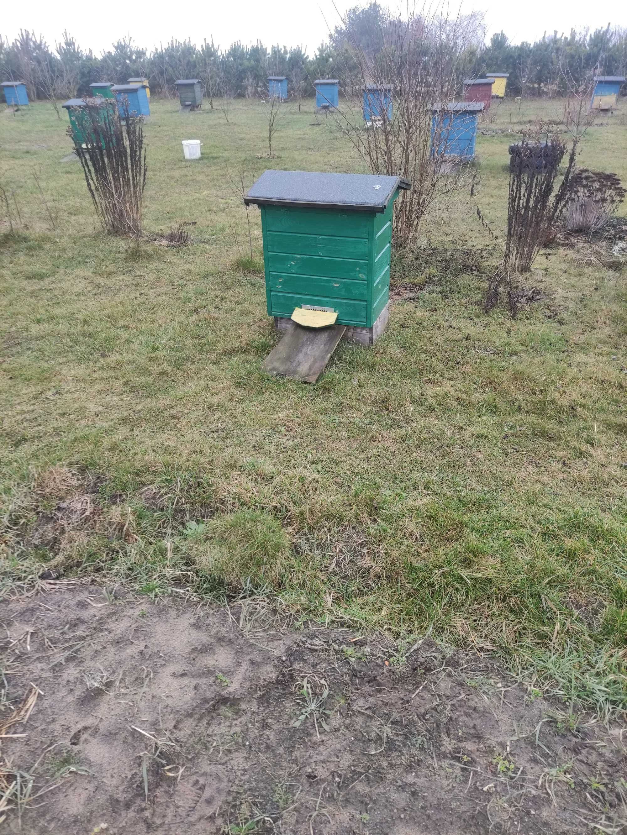 Pszczoły na ramce warszawskiej poszerzanej