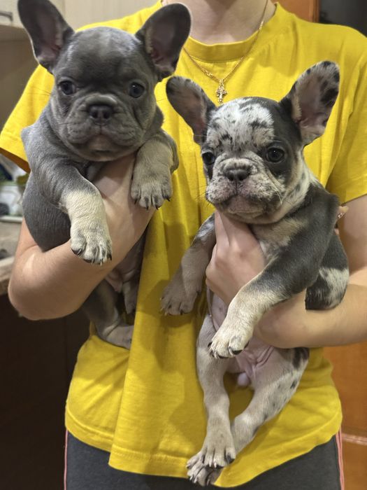 Две девочки 1,5 мес