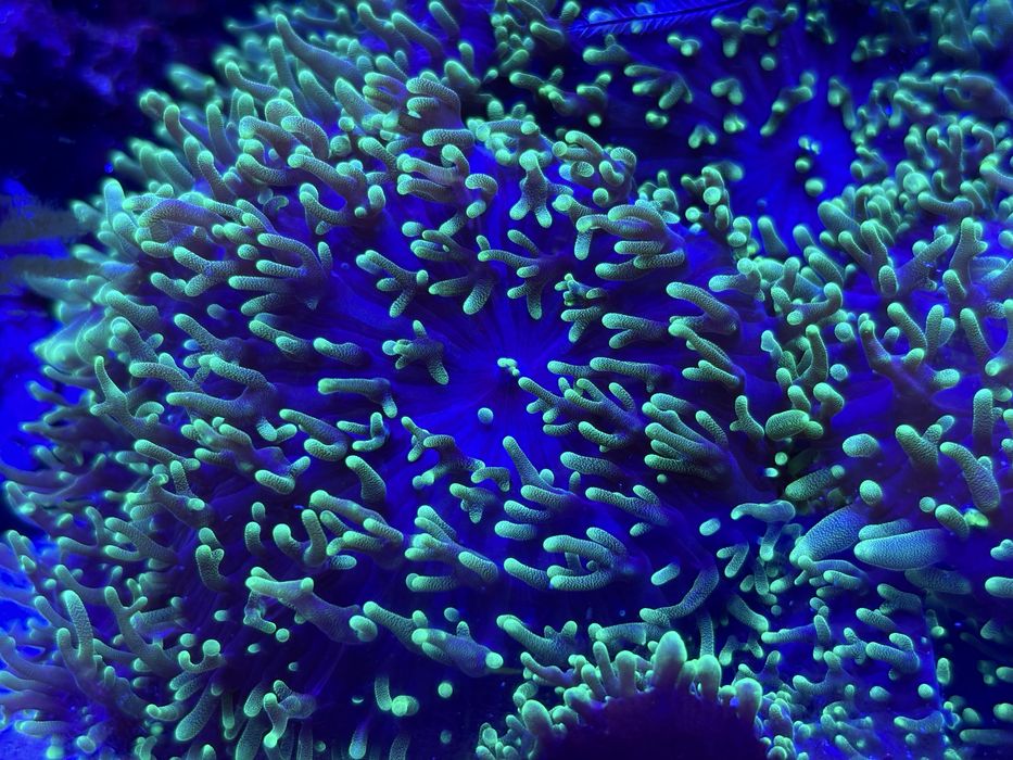 Koralowiec miekki Rhodactis