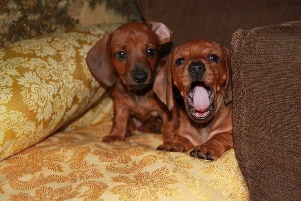 Подаруй Дім Маленькій Таксі!