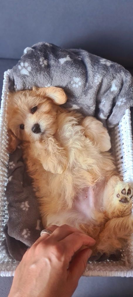 Śliczny piesek Maltipoo