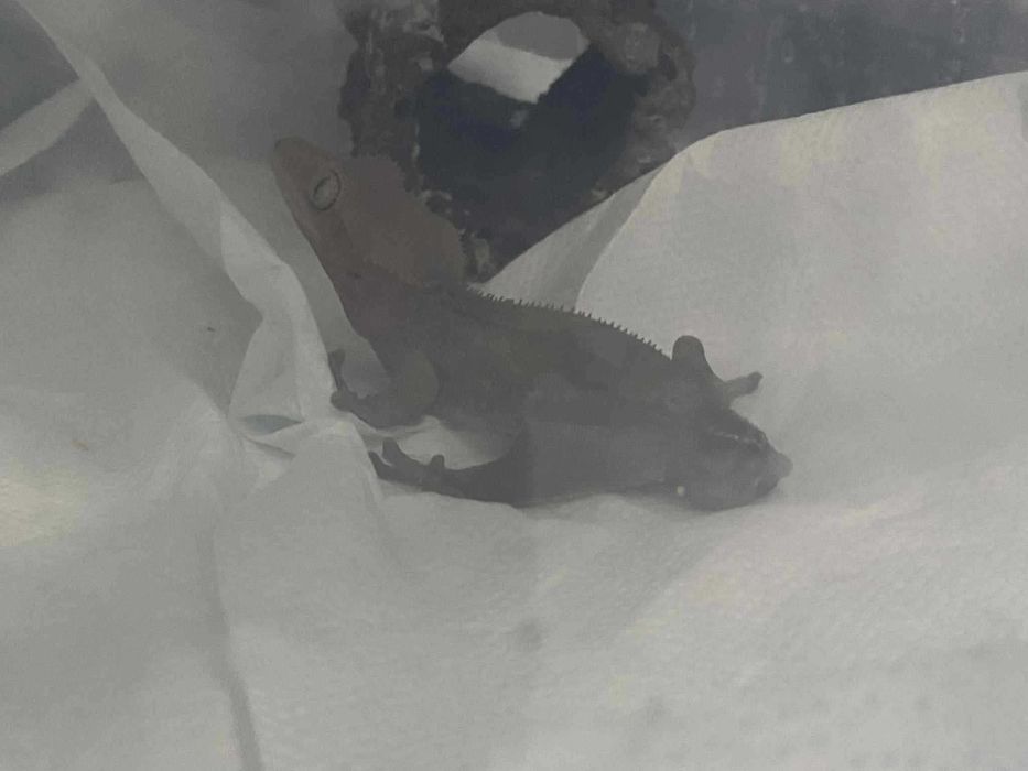 gekon orzęsiony charcoal