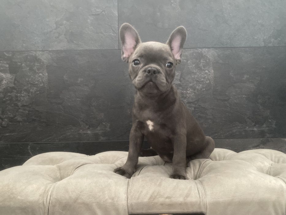 Раскошный французский бульдог, голубого окраса Киев,доставка по миру!