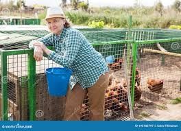 Кури несушки! Каменка! Доставка безкоштовна