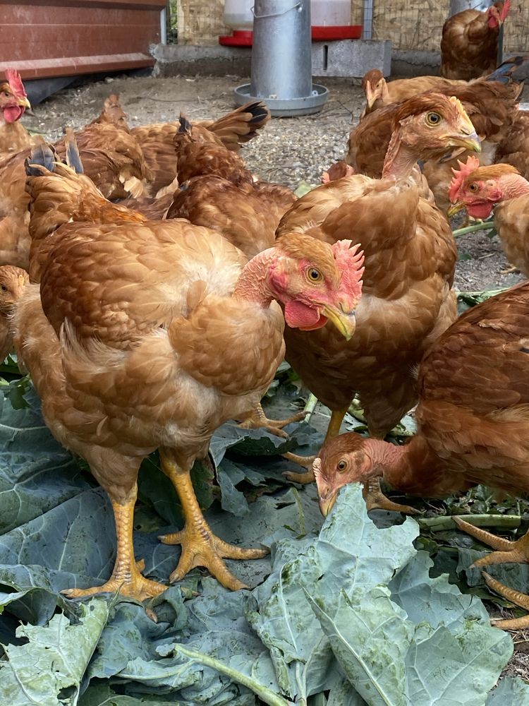 Frangos Caseiros do Campo