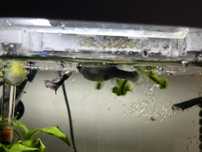 Oddam rybki gupiki welonki wraz osprzetem Corydoras zygatus