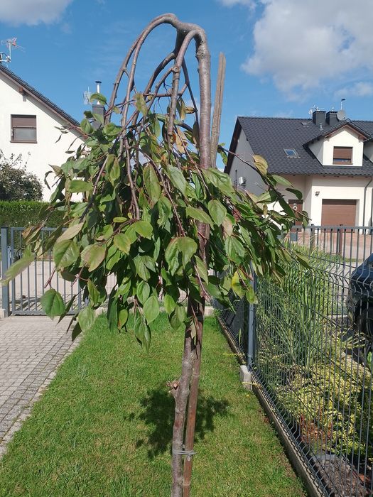 Rajska jabłoń pendula drzewko