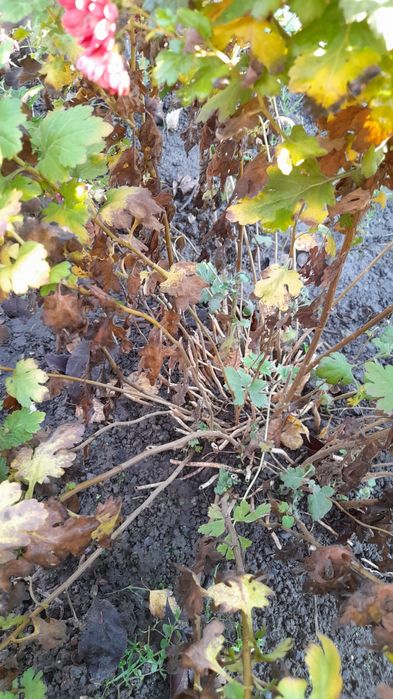 Продам хризантеми рожева і кірпічного коліру