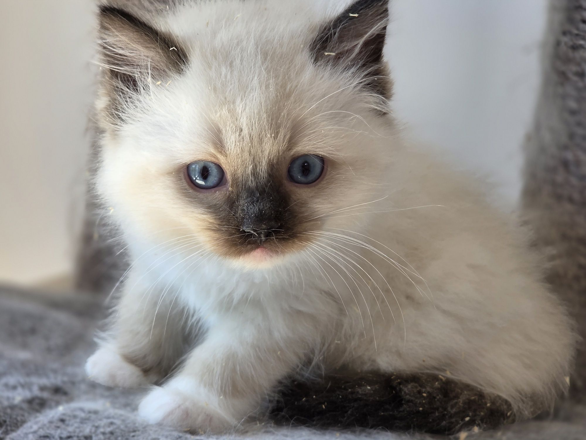 Kot RAGDOLL po przepięknych rodzicach!!