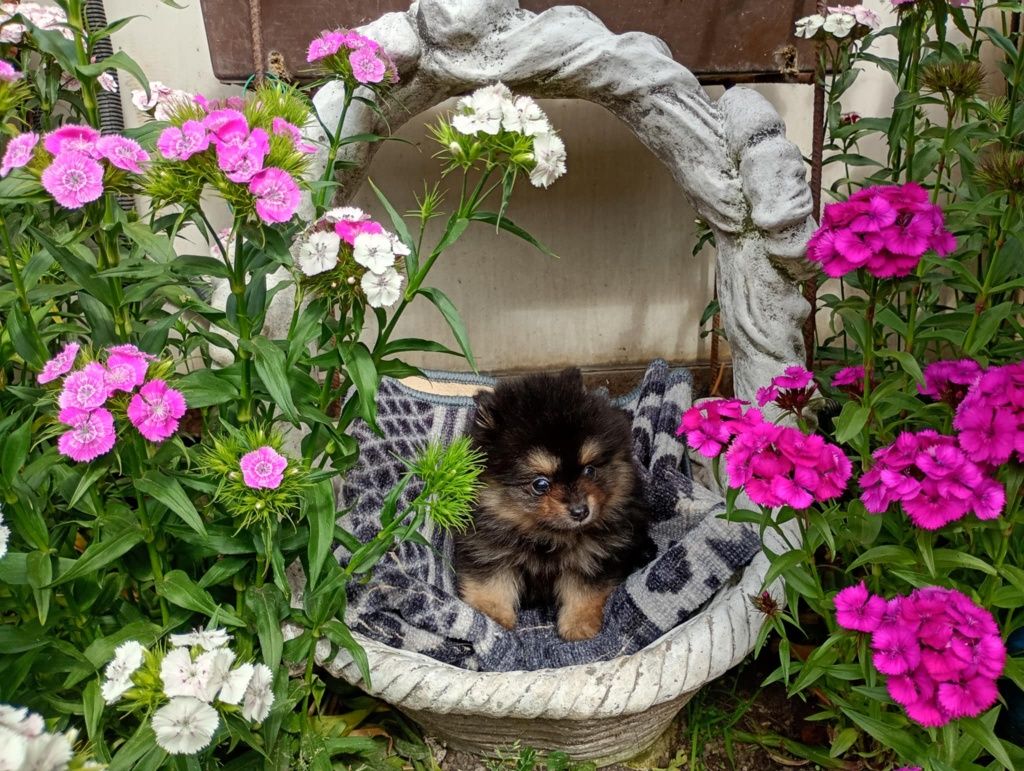 Szpic miniaturowy pomeranian chłopak