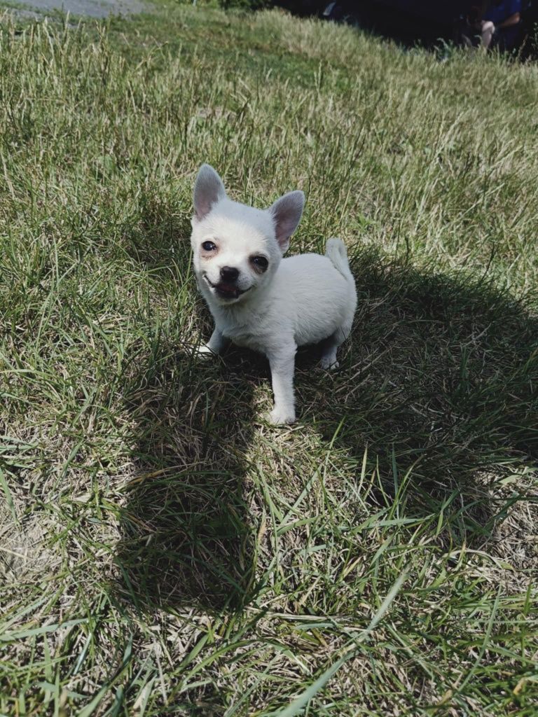 Chihuahua suczka