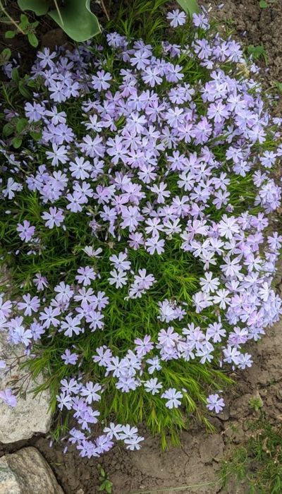 Садовые цветы (сантолина/бересклет/гортензия/лилейники/водные растения