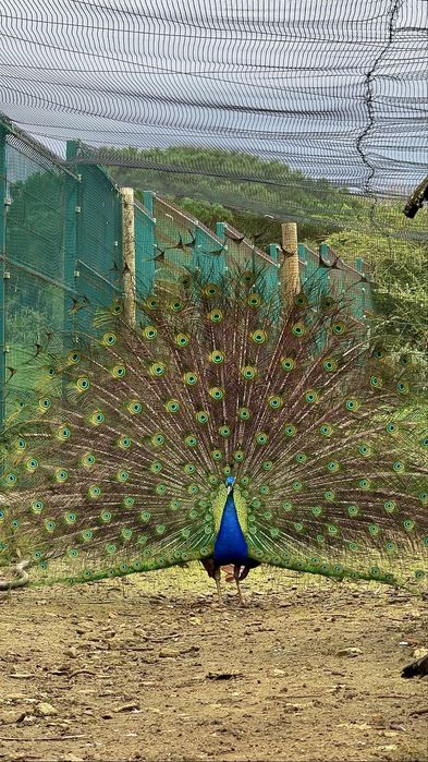 Pavões azuis e brancos jovens