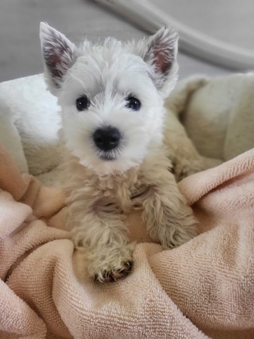 West Highland White Terrier/ Вест Хайленд Уайт Терр'єр
