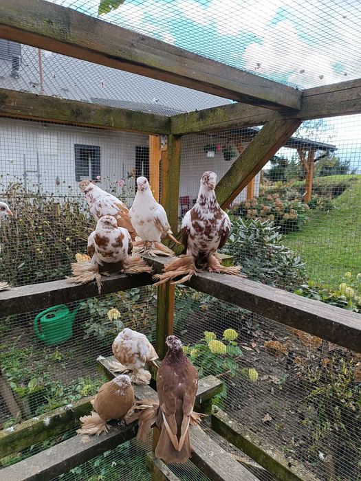 Gołębie motyle polskie widyny