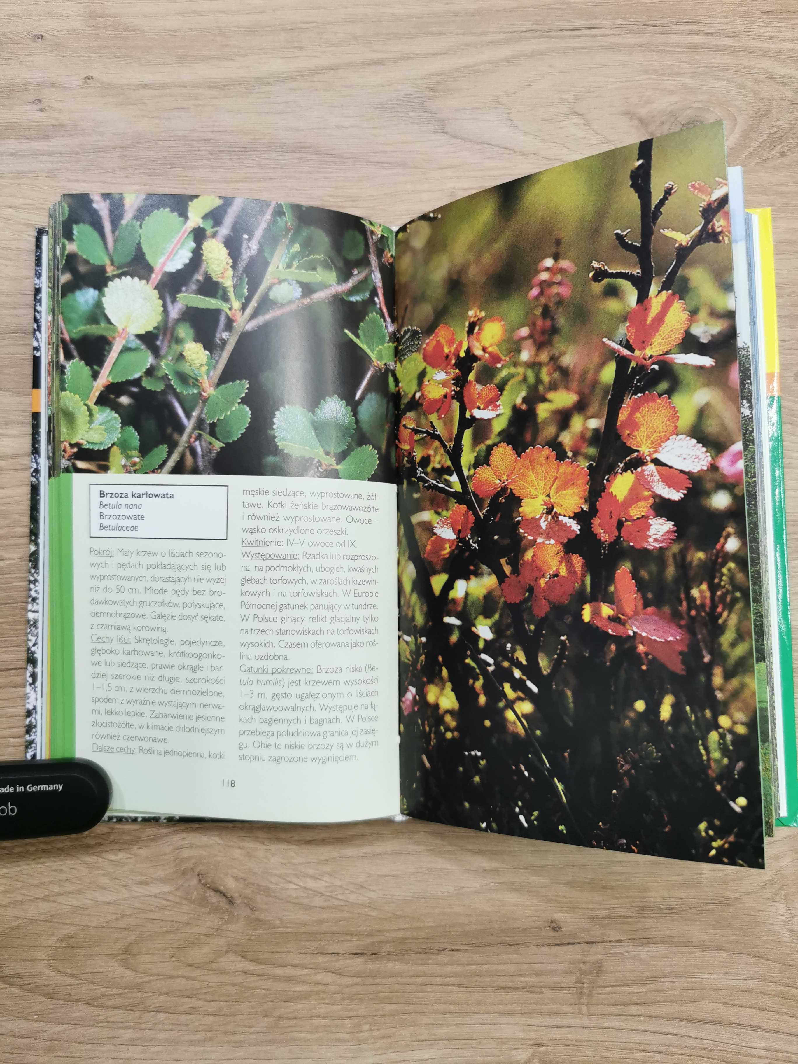 Drzewa i krzewy praktyczny przewodnik i ilustrowany atlas
