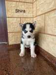 Husky Syberyjski