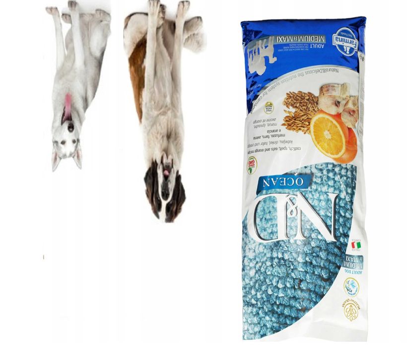 ND FARMINA COD OCEAN orange medium maxi Adult RYBA 12kg dla psów