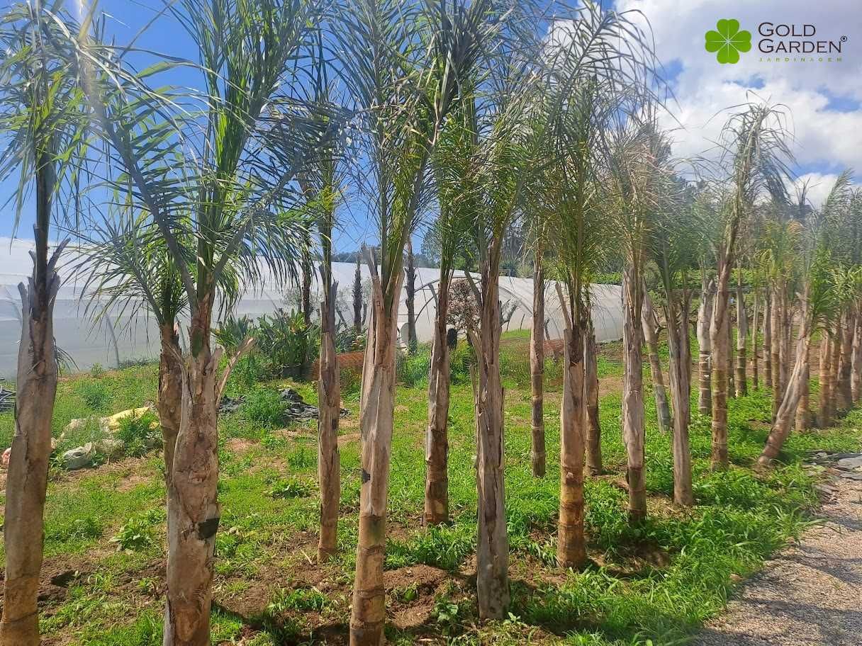 Coqueiros de várias alturas! Palmeiras / Árvores / Jardim / Plantas