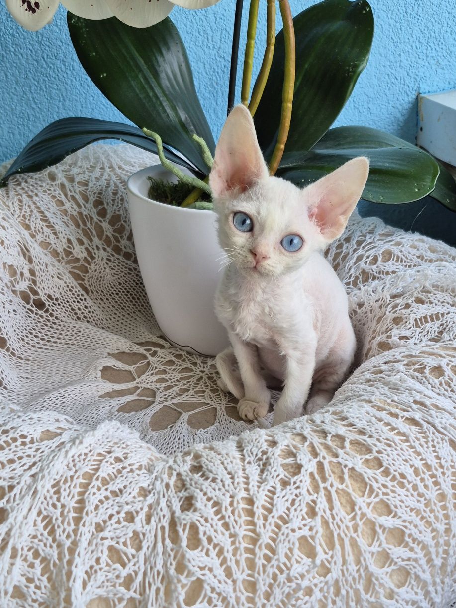 Kocurek Devon Rex FPL