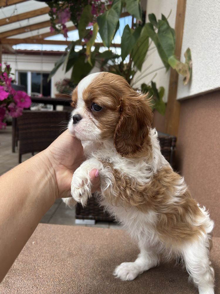 Cavalier king charles spaniel SUCZKA, hotowa do odbioru