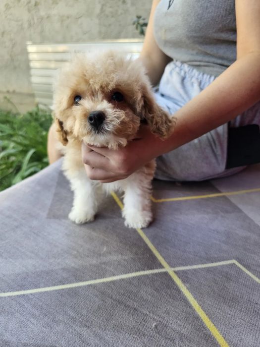 Плюшеві карамельки Мальтипу міні, повністю готова до переїзду