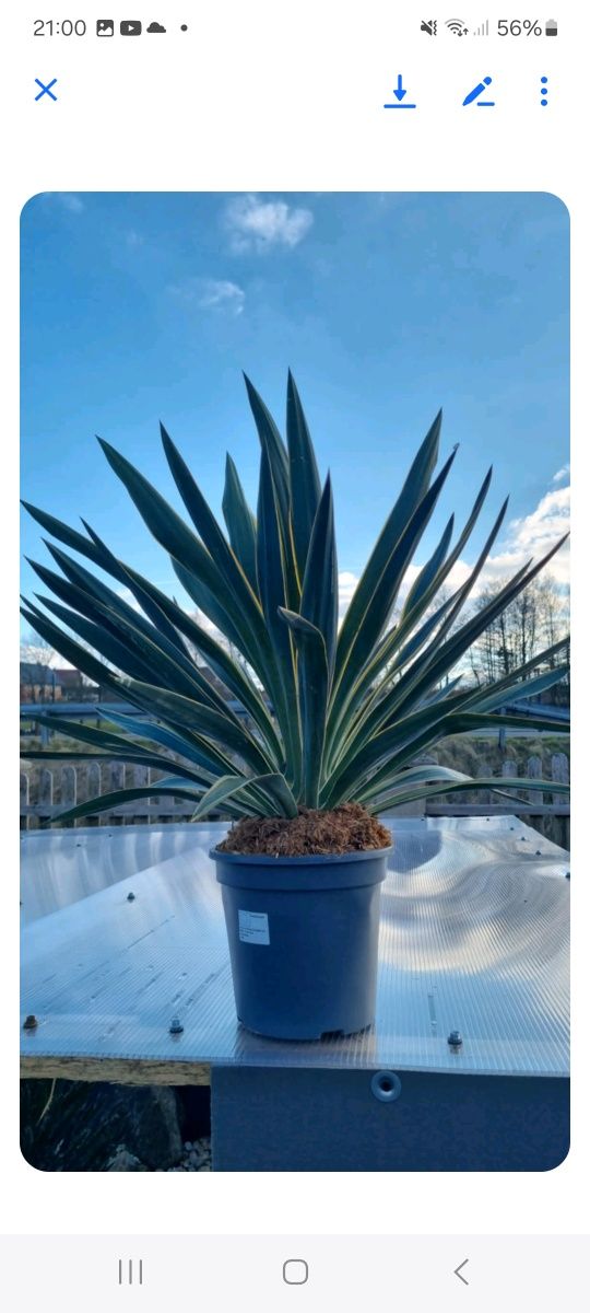 Palma daktylowiec kanaryjski ,jucca gloriosa variegata, jucca filifera
