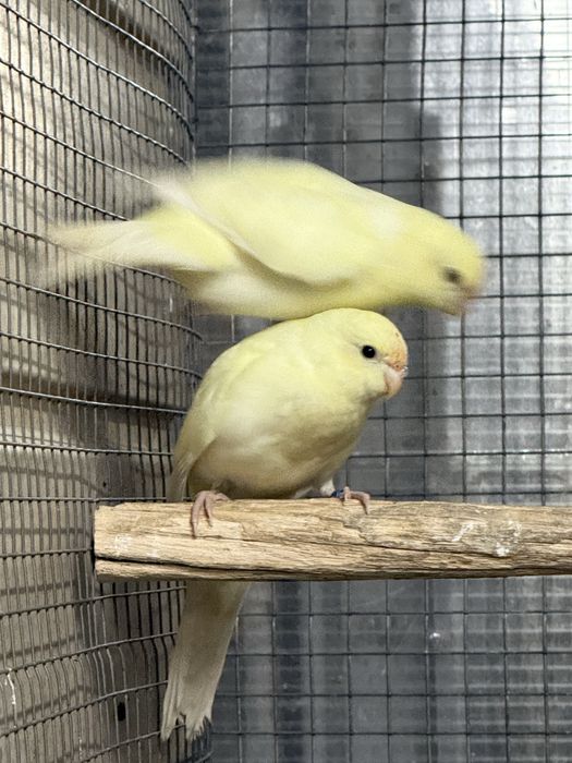 Kakariki 2025 com cedencia