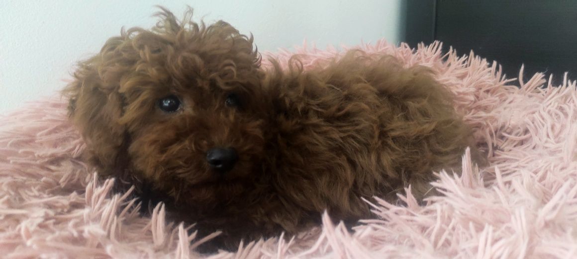 Pudel toy Red Brown do odbioru