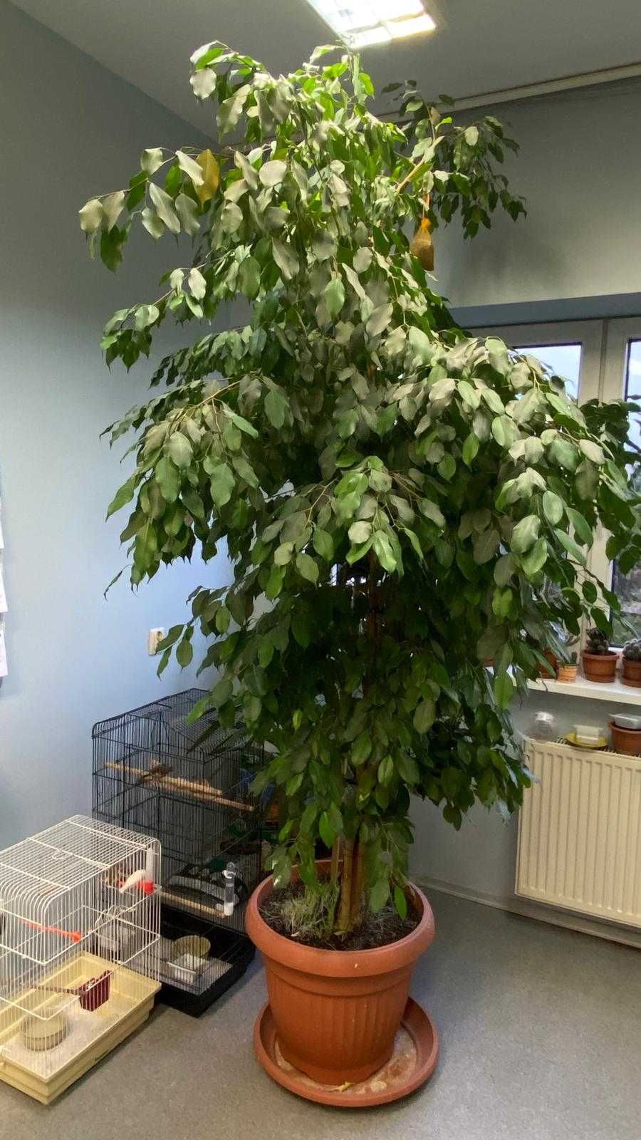 Figowiec benjamiński (Ficus benjamina)