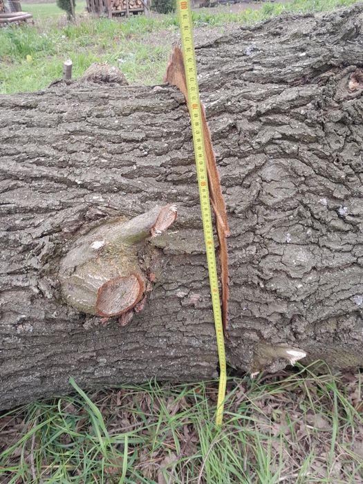 Dąb w klocku  4 x 4 metry na foszty foszt dębowe