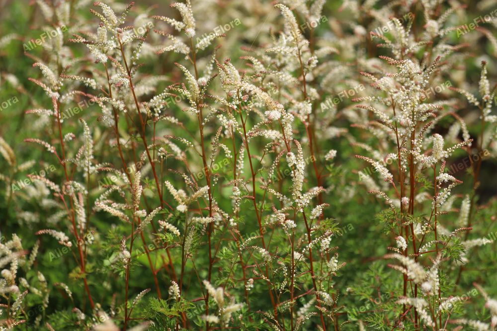 Parzydło blekolistne Miniaturka (Aruncus aethusifolius) Doniczka 1.0L