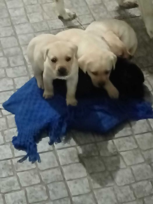 Labradores com 3 meses