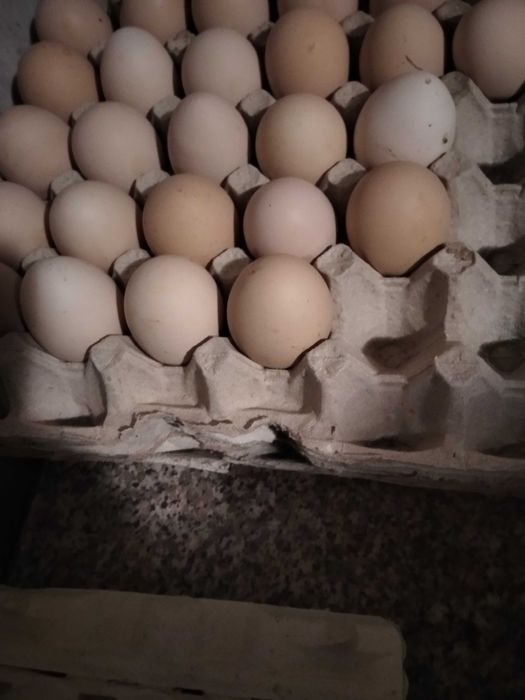 Продам домашні яйця
