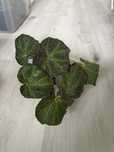 Begonia boomer roslina ze zdjec