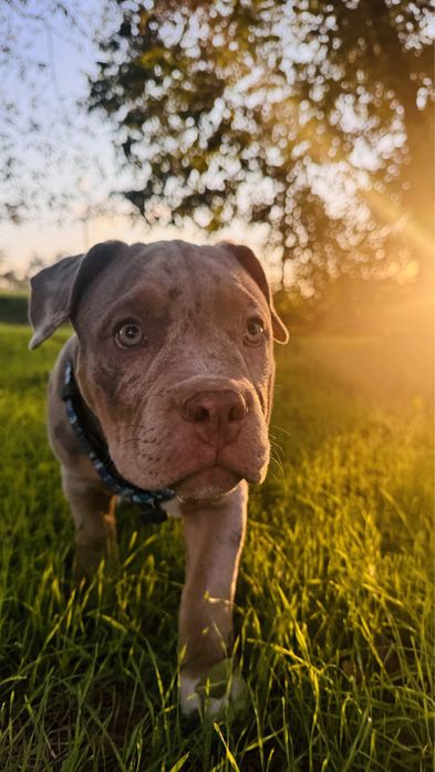 Хлопчик Американського Буллі