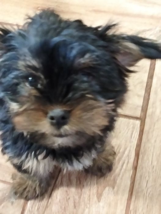 Oddam za darmo dwa pieski