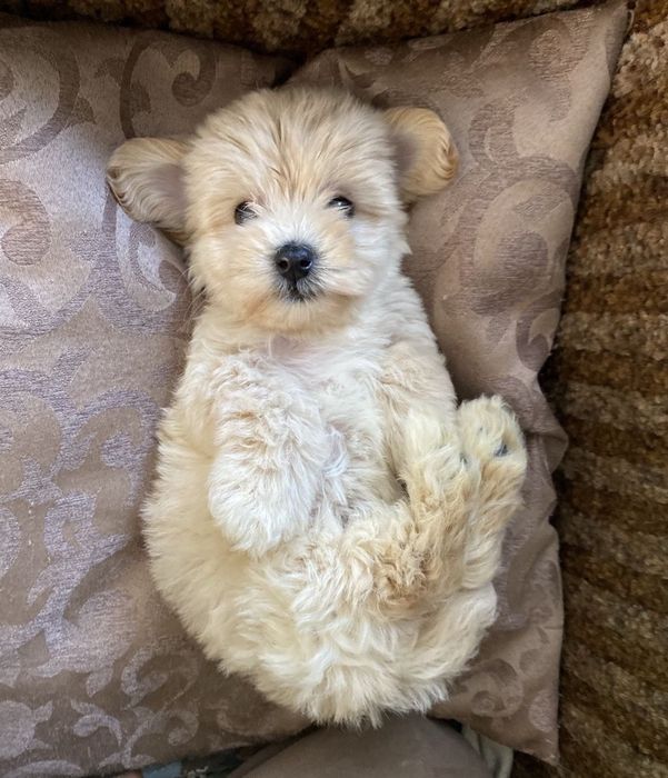 Дівчинка мальтипу