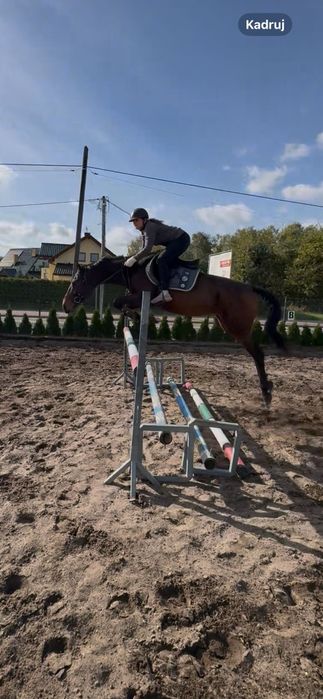 Wałach skarogniady 6 lat ujeżdżony zdrowy idealny do rekreacji i sport