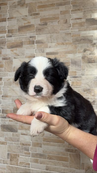 Suczka Border Collie