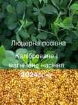 Продажі насіння люцерни