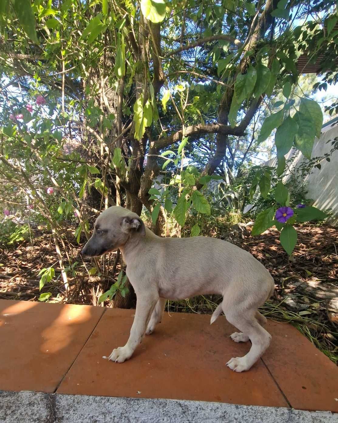 Galguinho/a Whippet Isabell.