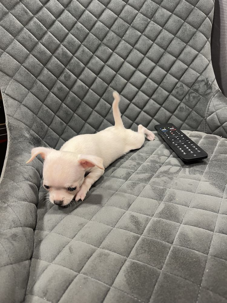 Menina   fêmea  da raça Chihuahua, muito pequena