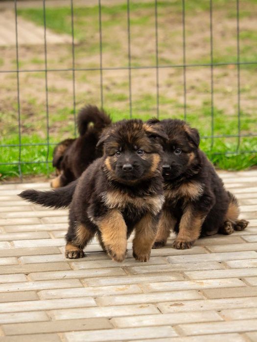 Owczarek niemiecki długowłosy – wyjątkowe szczenię