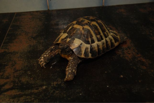 Сухопутная черепаха Balkoni или балканская с роскошной окраской