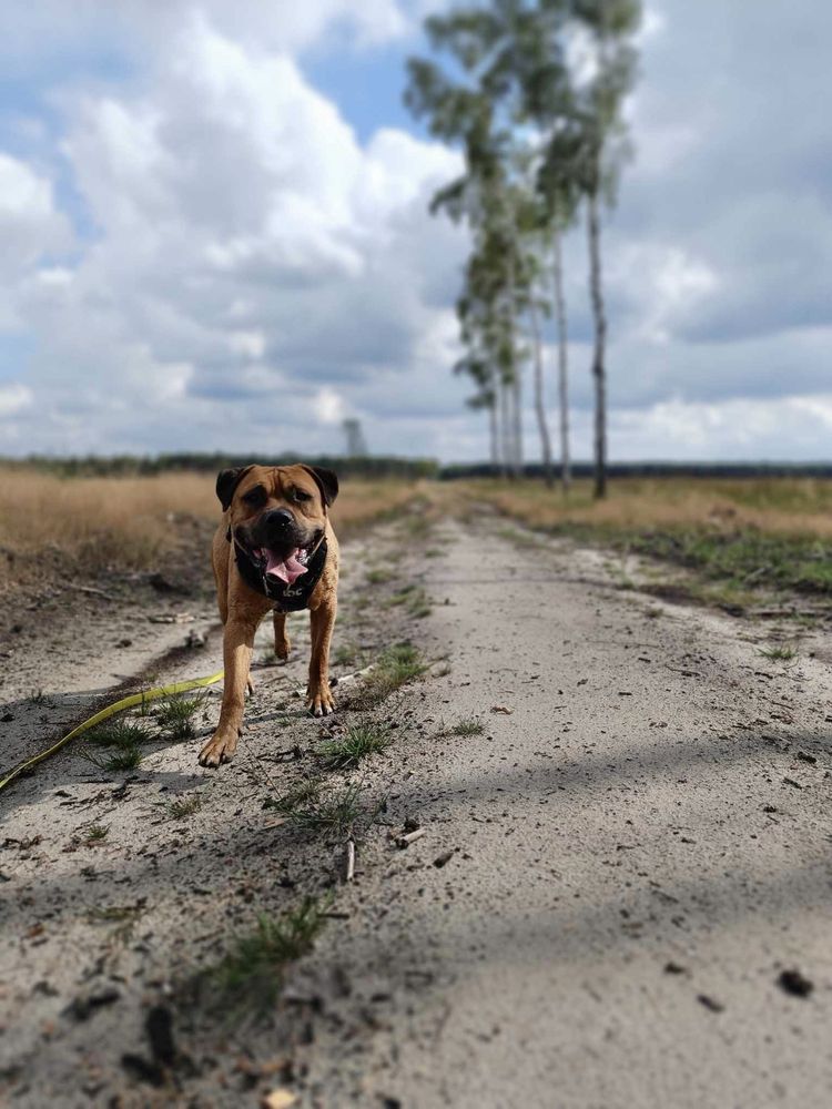 Pitbull - adopcja - ttb - amstaff - szuka domu