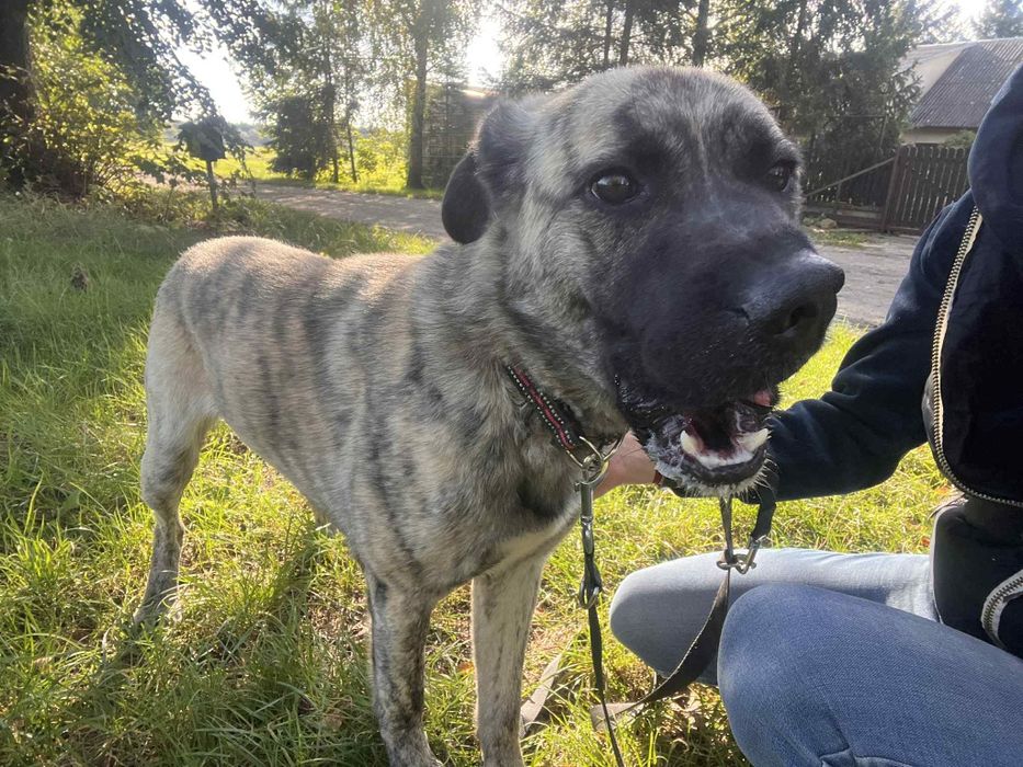 Rocky pies do adopcji