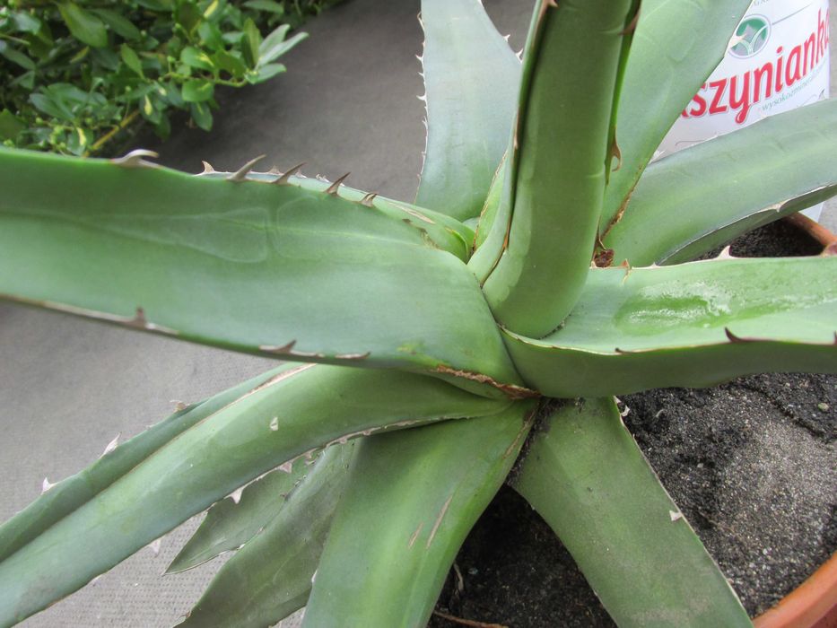 Odhodowana endemiczna agawa z Gwatemali - agave ghiesbreghtii