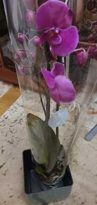 Орхідеї недорого