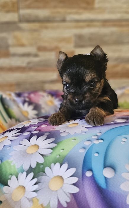 Maleńka sunia Yorkshire Terrier york